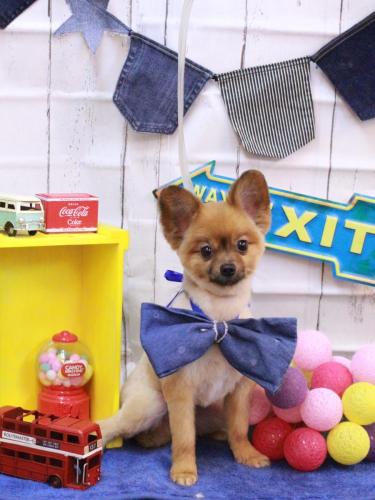 20230409アッシュくん